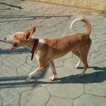 I love to play