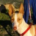 I am so pretty please give me a home