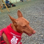 Do you like my bandana?