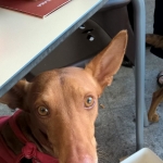 Just having a sneaky peak from under the table