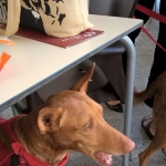 Enjoying a doggy treat, very tasty