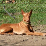 Very handsome & proud