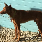 Standing to attention