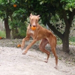 I love to run and play