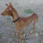 emaciated but so handsome
