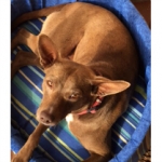 Snoozing in some sun