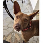 How Can You Resist Me?