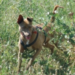 At the dog park in Velez-Malaga