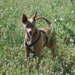 At the dog park in Velez-Malaga