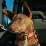 Coco is very good in the car