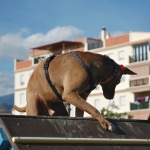 At the dog park in Velez-Malaga