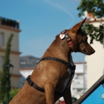 On top of the world in the dog park