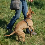 Playful and loving in the dog park
