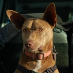 Coco's great in the car