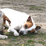 loves other dogs