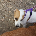 My new harness!