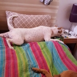 Luna is loving her home comforts!