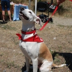 I´m enjoying the dog show!