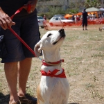 I´m enjoying the dog show!