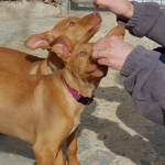 Linus, violet collar