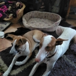 Sharing the rug with Eva