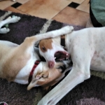 Getting acquainted!