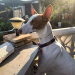 Watching the world go by.