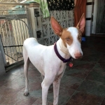 Waiting for my forever home.