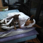 Cuddles with Buzz - my new foster buddy.