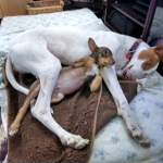Me with my big foster brother Rani