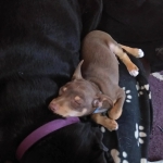 tiring work being a puppy !