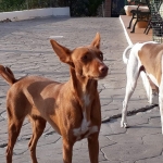 playing with my friends