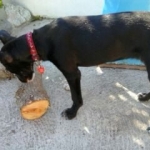 I love wood to chew on