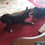 Playing with my new friend