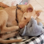 Alfie relaxing