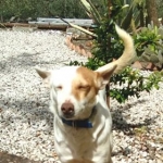 Yay! My tail never stops wagging
