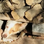 Hiding under the woodpile