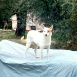 On top of the woodpile
