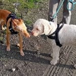 Bambi stops for a love during a walk