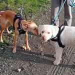 Bambi stops for a love during a walk
