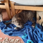 I think this is safe.