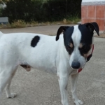 Pookie (AAR 2834)
