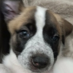 Just look at that face :)