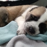 Very sleepy now after her first time walking