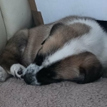 Betty having a snooze.