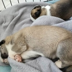 Belly full of milk after feeding.