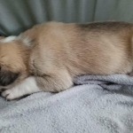 Sleepy Beryl