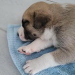 sleepy Beryl after a trip out of playpen