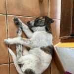 relaxing in my new foster home