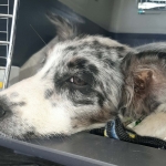 On route to new foster home
